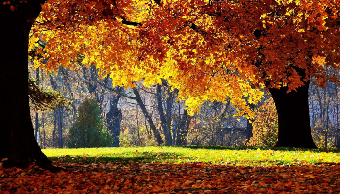 Sunny Autumn Wallpaper