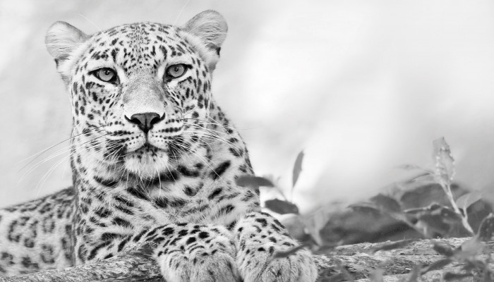 Black and White Leopard Wallpaper