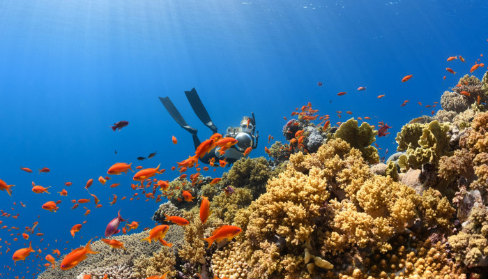 Coral Reefs Wallpaper