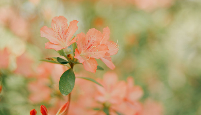 Peach Flower Wallpaper