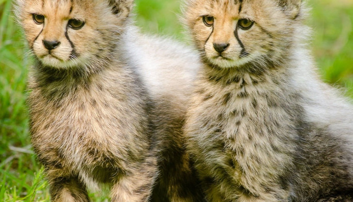 Baby Cheetah Wallpaper