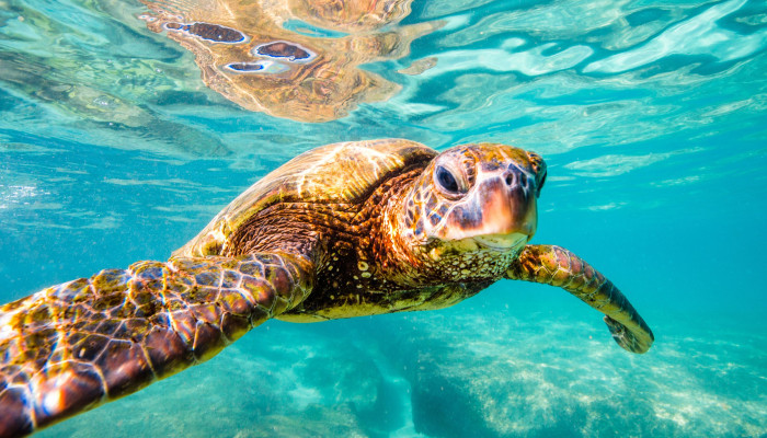 Green Sea Turtle Wallpaper