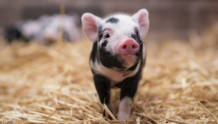 Baby Pig Wallpaper