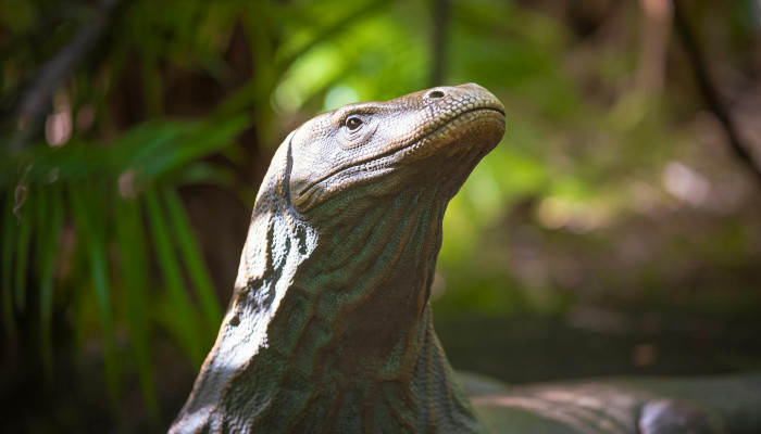 Komodo Dragon Wallpaper