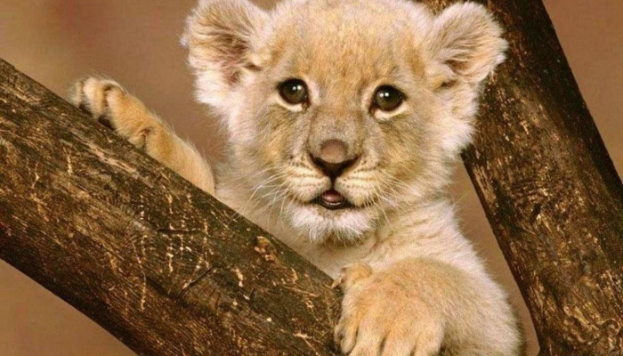 Cute Lion Wallpaper