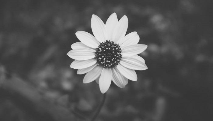 Grayscale Wallpaper