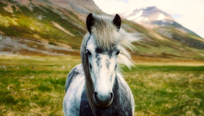 Horse HD Wallpaper