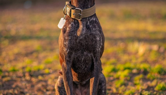 German Shorthaired Pointer Wallpaper