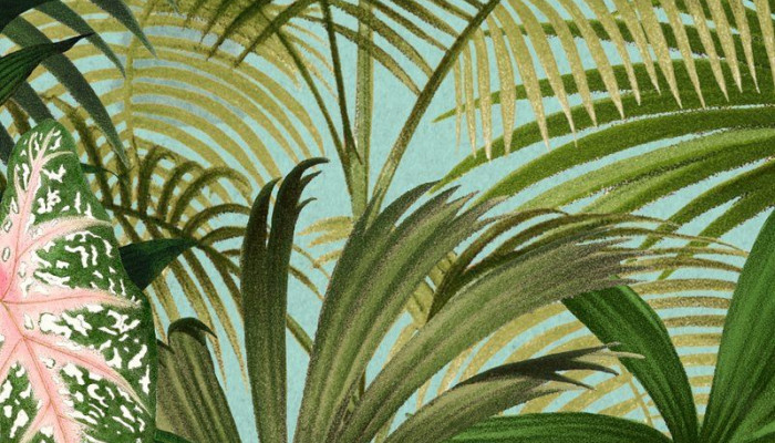 Tropical Mobile Wallpaper