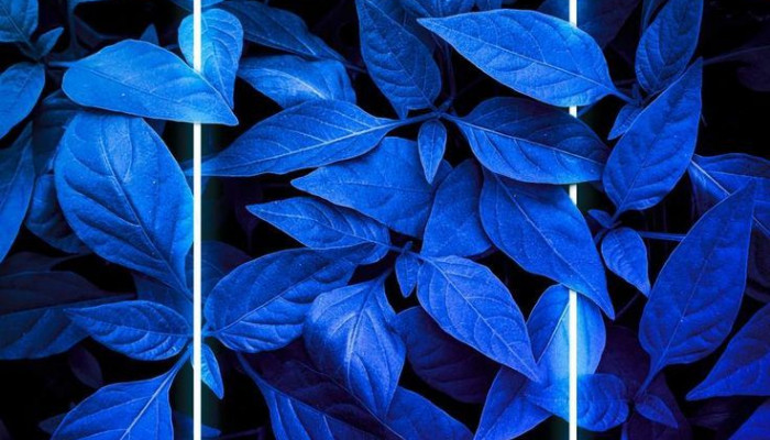 Blue Leaf Wallpaper