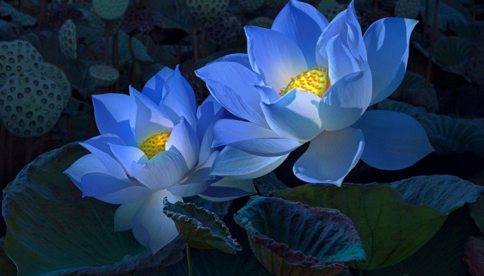 Blue Lotus Wallpaper