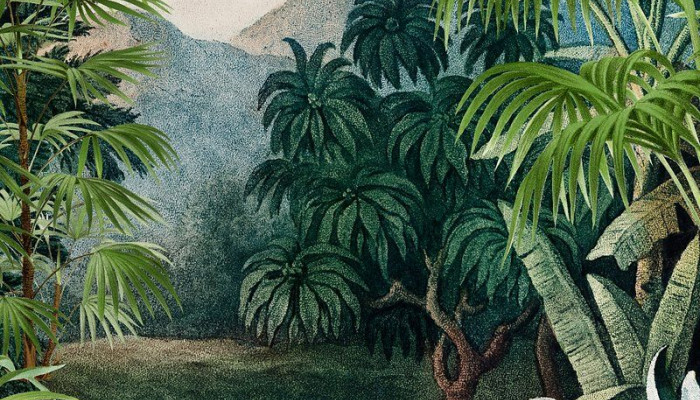 Jungle iPhone Wallpaper