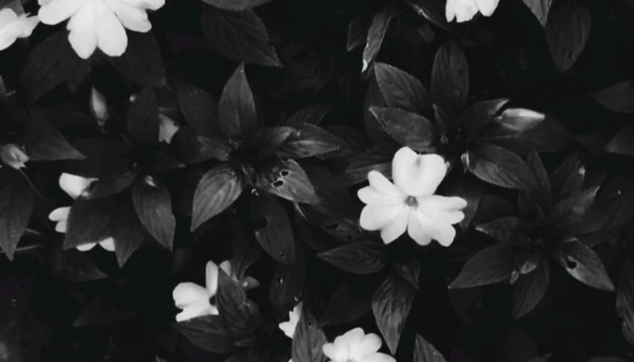 Black and White Mobile Wallpaper