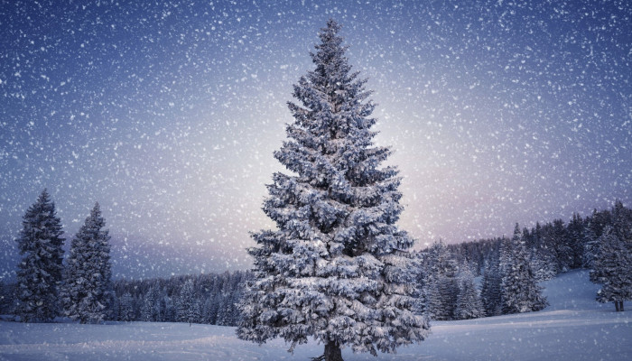 Winter Christmas Tree Wallpaper