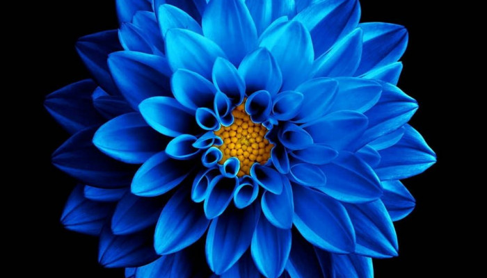 Samsung Flower Wallpaper