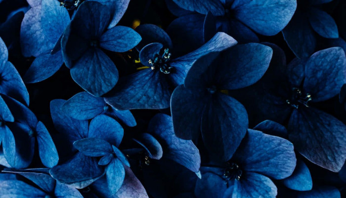 Dark Blue Flower Wallpaper