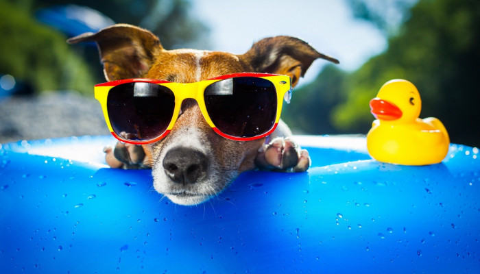 Summer Animals Wallpaper