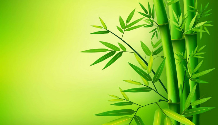Green Bamboo Wallpaper