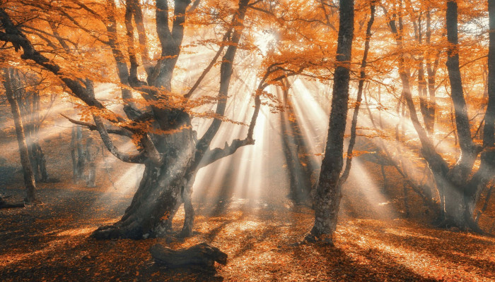 Magical Autumn Forest Wallpaper