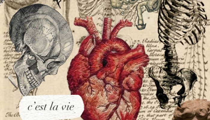 Vintage Anatomy Wallpaper