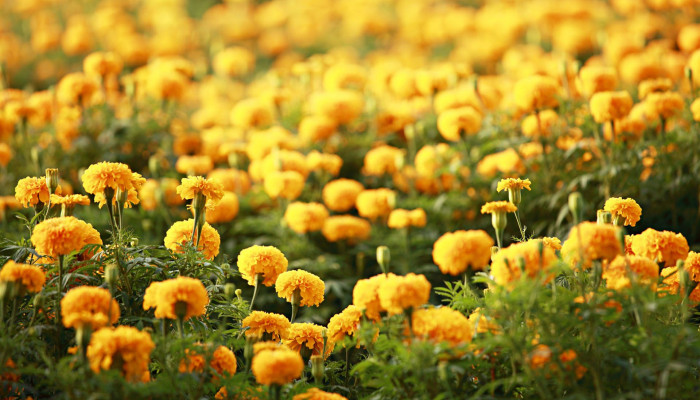 Beautiful Flower Wallpaper
