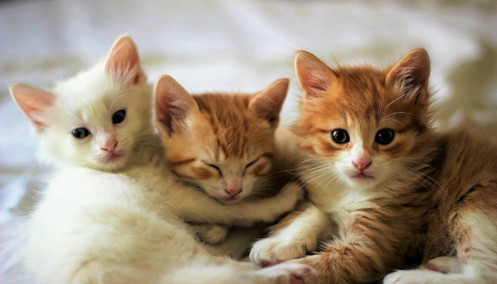 Baby Kittens Wallpaper