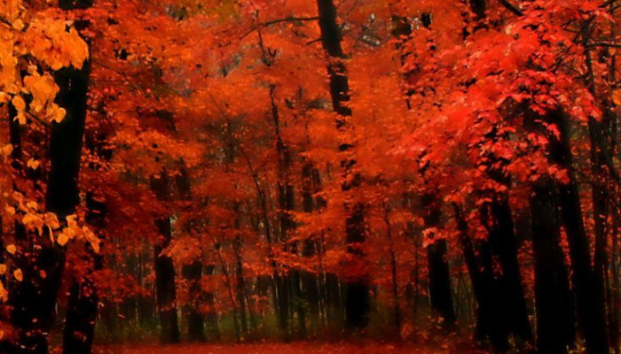 Red Autumn Wallpaper