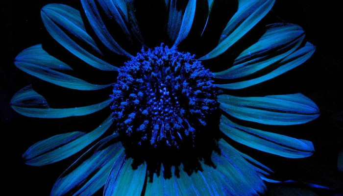 Blue Sunflower Wallpaper