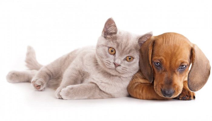 Dog and Cat Wallpaper