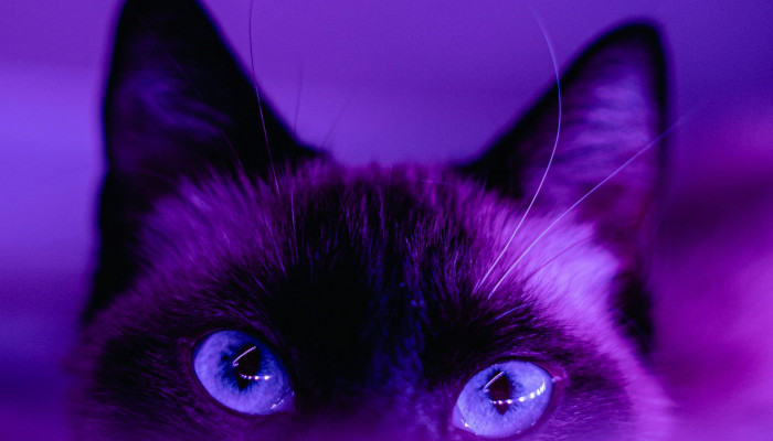 Purple Cat Wallpaper