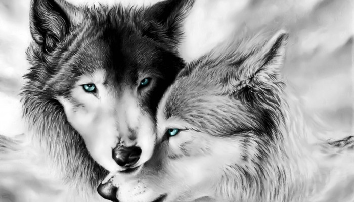 Wolf Love Wallpaper