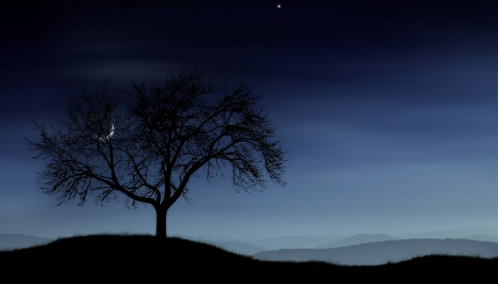 Night Tree Wallpaper