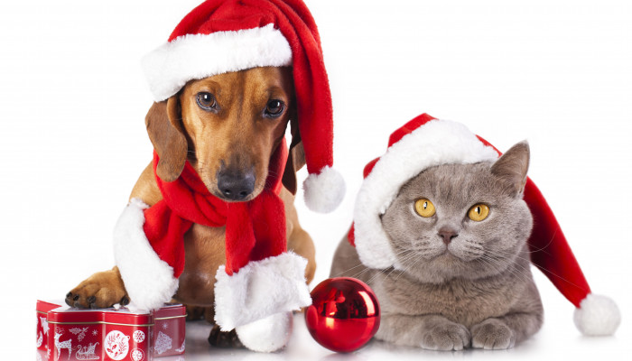 Christmas Pet Wallpaper