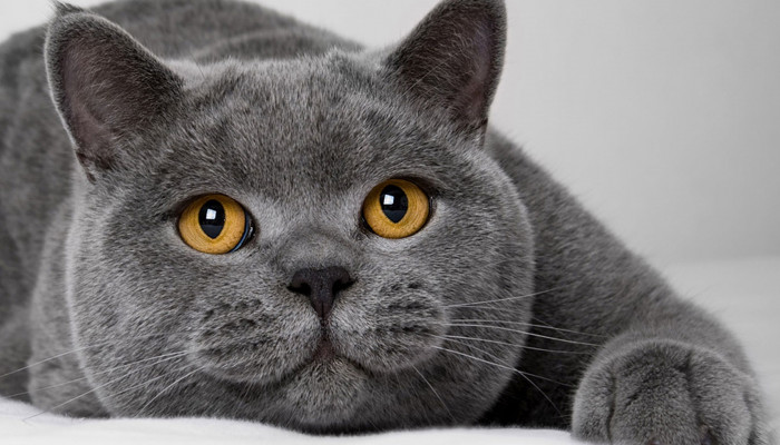 Gray Cat Wallpaper