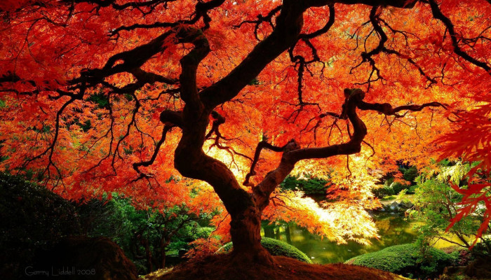 Japanese Maple Wallpaper