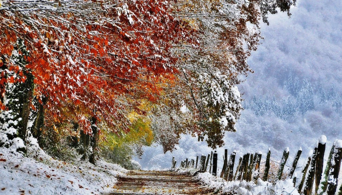 First Snow Wallpaper