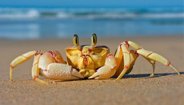 Crab Desktop Wallpaper