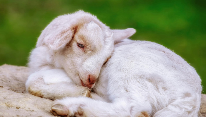 Baby Goat Wallpaper