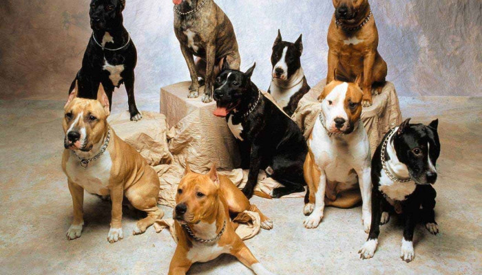 Dog Breeds Wallpaper