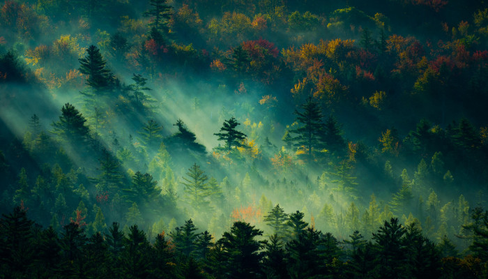 Morning Forest Wallpaper