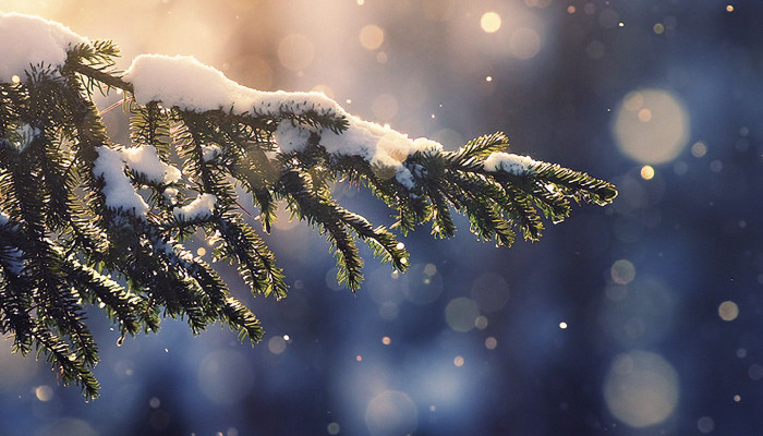 Christmas Nature Wallpaper