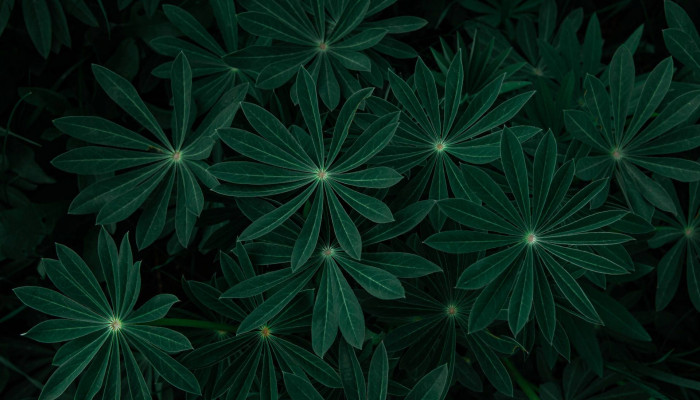 Dark and Green Wallpaper