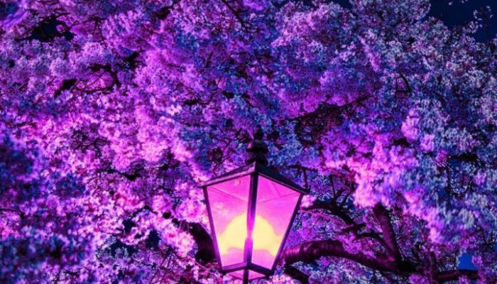 Purple Cherry Blossom Wallpaper