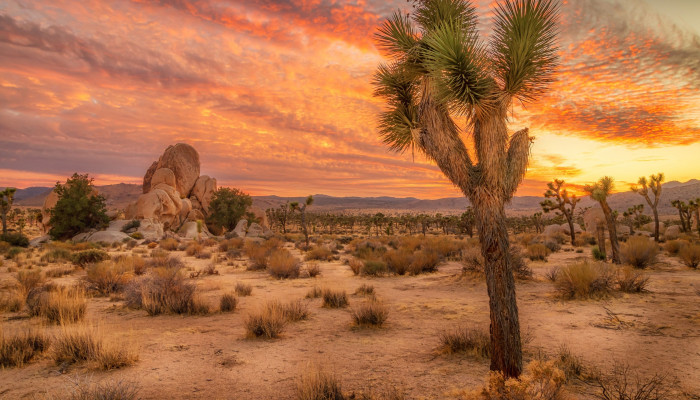 California Desert Wallpaper