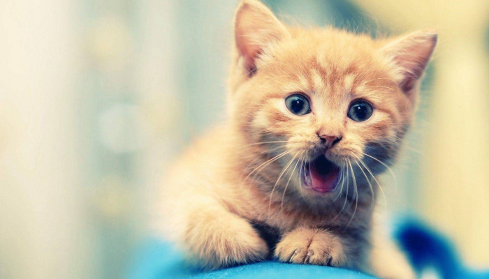Cute Animal Laptop Wallpaper