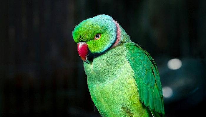 Green Parrot Wallpaper