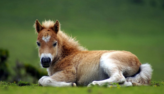 Baby Horse Wallpaper