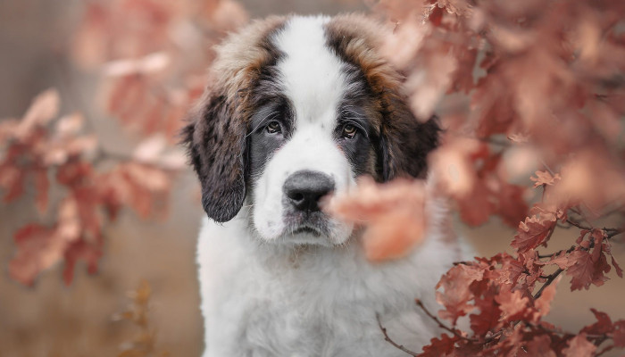 Saint Bernard Wallpaper