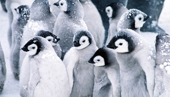 Winter Penguin Desktop Wallpaper