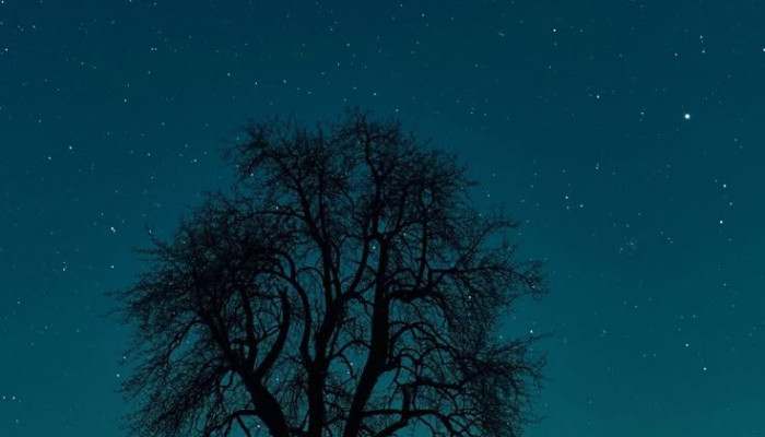 Dark Single Tree Wallpaper